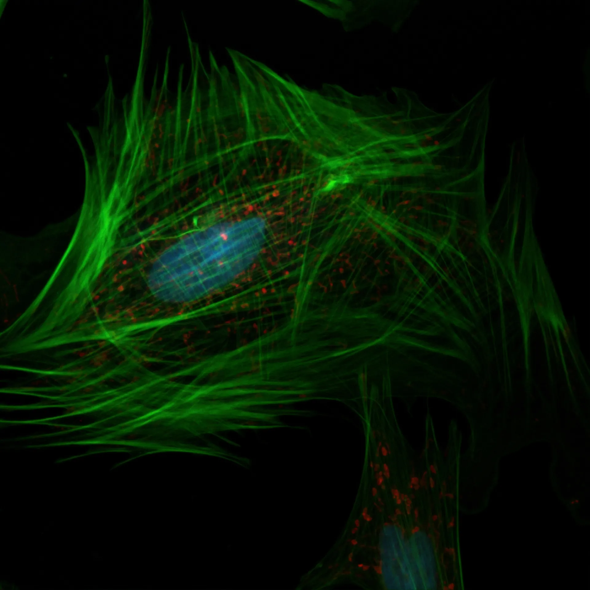 Imaging foundation models